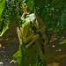 Gliding Treefrogs