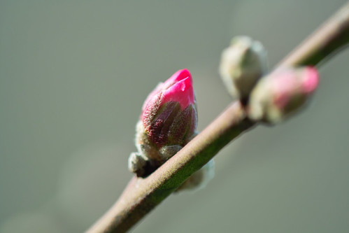 Buds of Almond