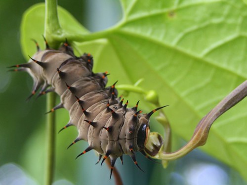 Birdwing caterpillar 9466