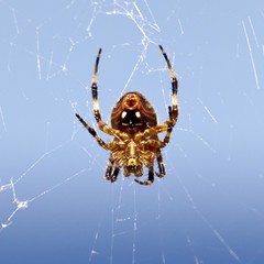 1010 Spider
