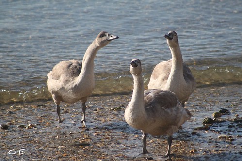 Three Cygnets passing the time of day in St.Mawes by Claire Stocker (Stocker Images)