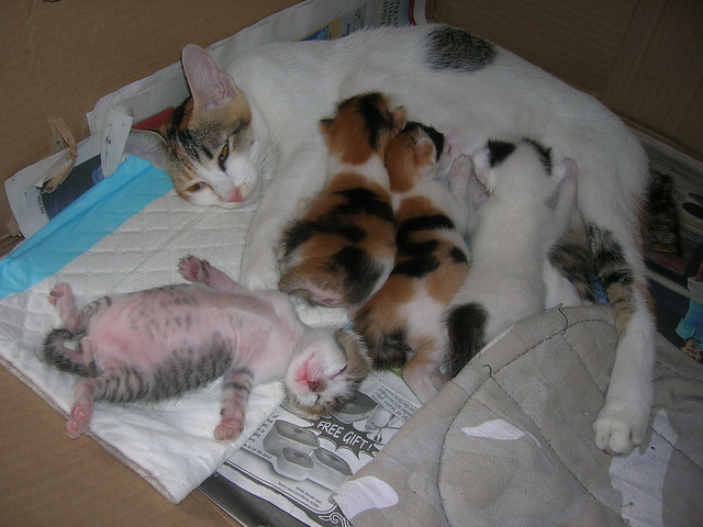 Spreadlegs kitten with mom and siblings