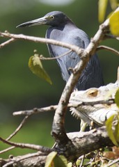 Little Blue Heron - Egretta caerulea