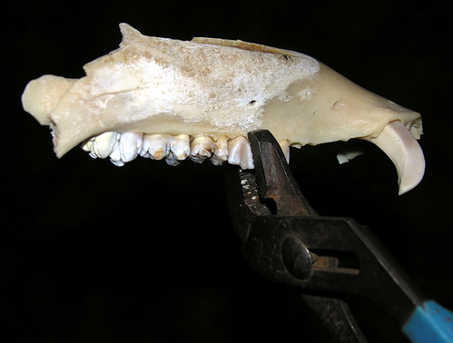 BONELUST - Wild Boar Rotten Jaw Teeth Removal 1