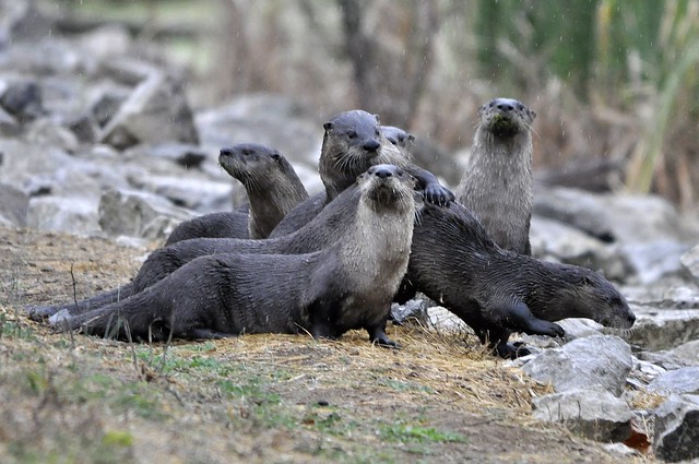 Group Of Otters 106