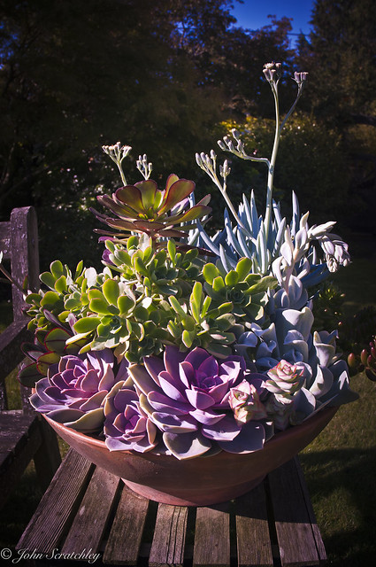 Succulent pot (view as large size)