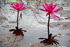 Sri Lanka(flowers)