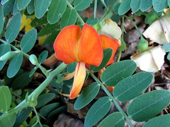 Fabaceae (Legume or Pea family)