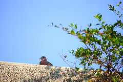 窗外的斑鳩 the spotted doves on the rooftop
