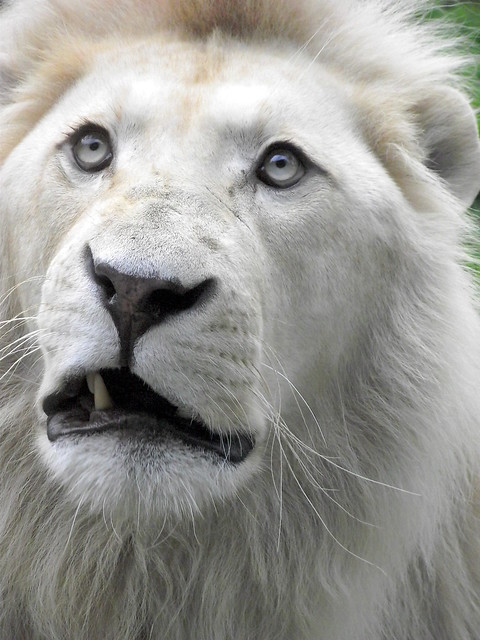 Adult White Lion 83