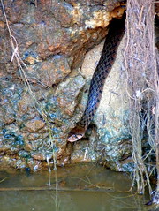Snakes / Colubridae