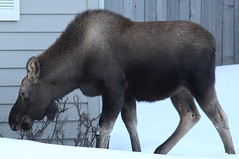 Alaska - Moose on the Loose