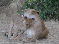 Lion Pride with cubs - Masai Mara National Park