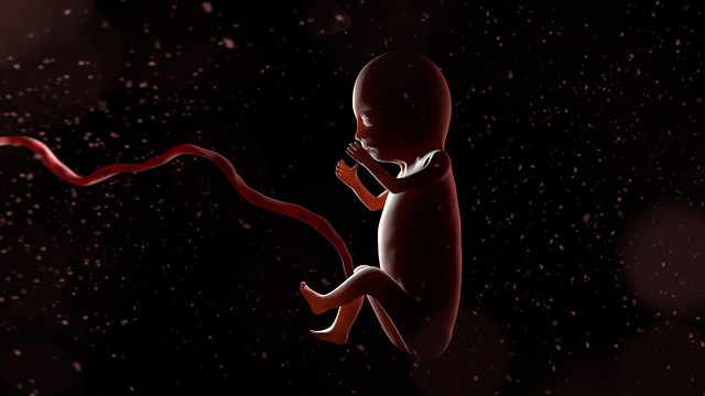 3d baby images in the womb. Baby in the Womb by Luke Swasbrook. Created by Lifeway College 3D animation 