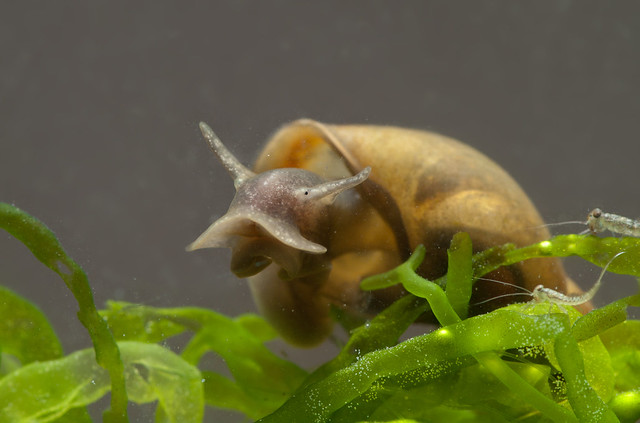 edited greater pond snail 5