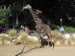 L.A. Zoo