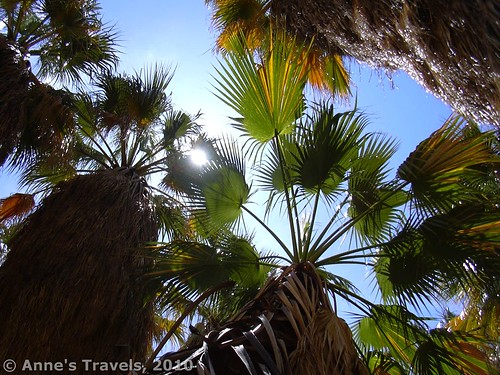 The palms in Borrego Palm Canyon, Anza-Borrego Desert State Park, California