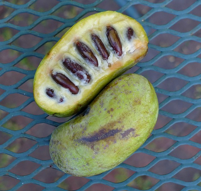 pawpaw fruit, Asimina triloba