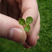Four-leaf clover But this is Tree/Love