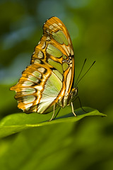 Vlinders en Motten Butterflies and Moths