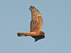 Myrhauk (Northern Harrier)
