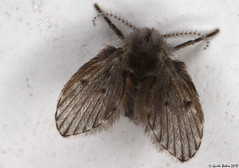 Nematocera (Diptera)
