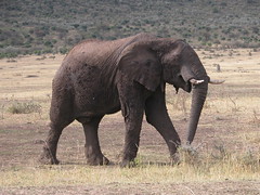The Wildlife of Masai Mara - Day 1