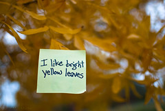 I like bright yellow leaves