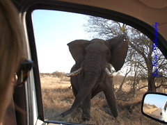 Kruger Nationalpark 