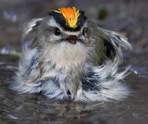 male golden-crowned kinglet - smiling in a pool