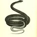 003-Coluber constrictor-North American herpetology…1842-Joh Edwards Holbrook