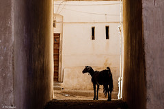Silhouetted goat in the streets of Shibam, Yemen