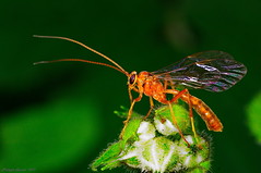 insectes et ptites bestioles