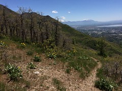 May 16, 2017 a (Indian Rd Tr-Sq Pk Rd Overlook)
