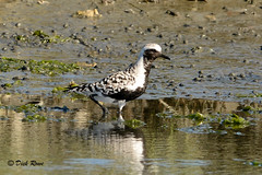 Black-bellied Plover CNWR May 17