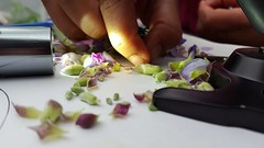Flower Dissection