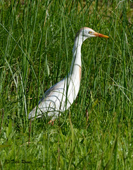 Cattle Egret CNWR May 17