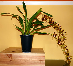 Oncidium hallii orchid species 5-17