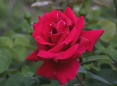 Roses - rosas