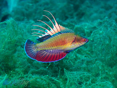 Malapascua Fish