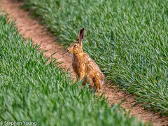 Norfolk Hare