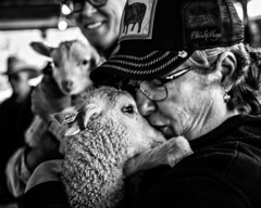 Maryland Sheep and Wool Festival, 2017