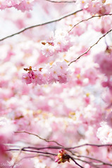 ❁ Cherry Blossom ❁