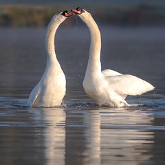The Swan Project