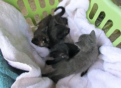 Kittens 4