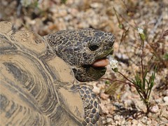 Desert Tortoise Natural Area, CA City, CA 04-17