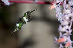 Picaflores - Hummingbirds 