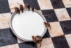 rats enjoying the milk offering from devotees at the Karni Mata rat temple in Deshok, India