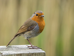 Robin with insect snack