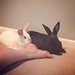 Wife laid down on the floor with the buns and they, uh, I guess hung out with her? #bunnies #bunniesofinstagram #bunnylife